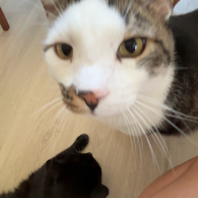 Caring And Reliable Cat Sitter