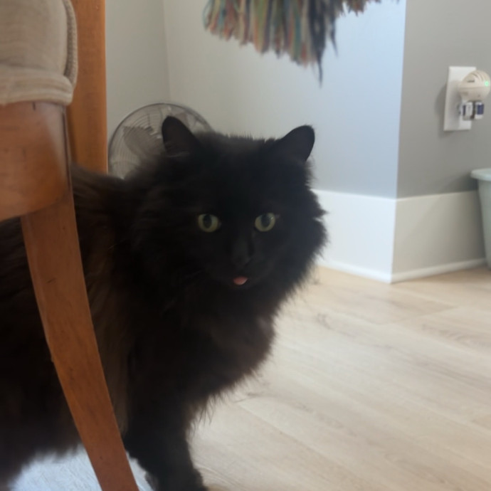 Caring And Reliable Cat Sitter