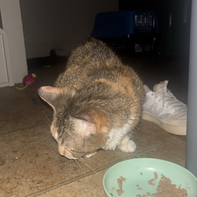 Caring And Reliable Cat Sitter