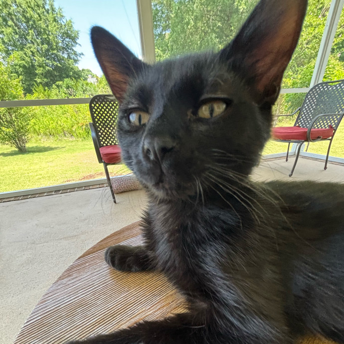 Caring And Reliable Cat Sitter
