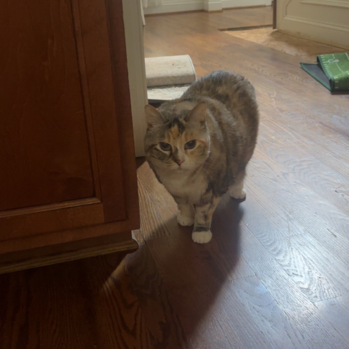 Caring And Reliable Cat Sitter