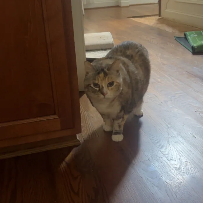 Caring And Reliable Cat Sitter
