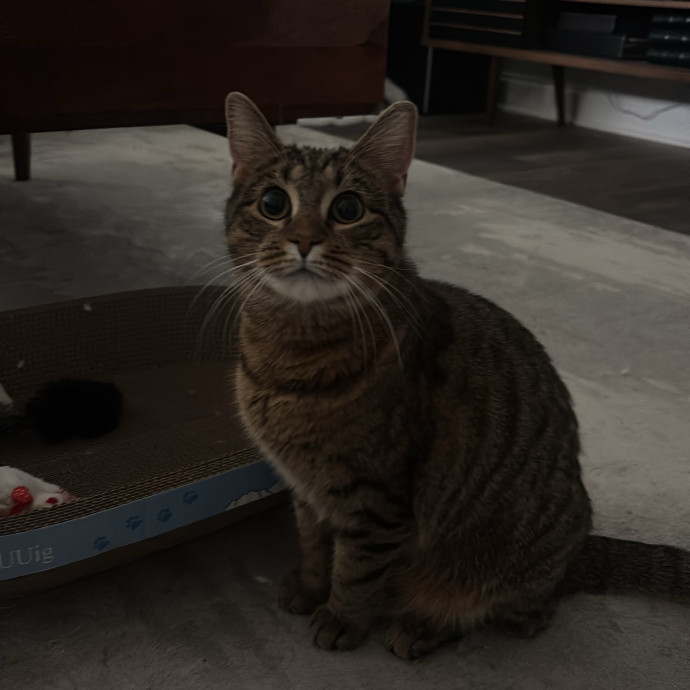 Caring And Reliable Cat Sitter