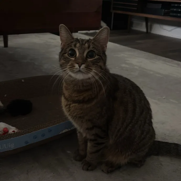 Caring And Reliable Cat Sitter