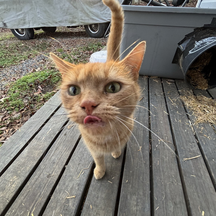 Caring And Reliable Cat Sitter