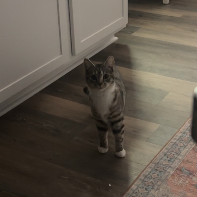 Caring And Reliable Cat Sitter