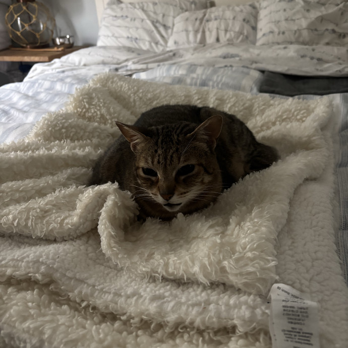 Caring And Reliable Cat Sitter