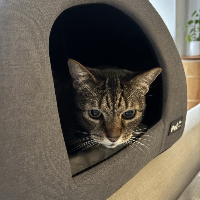 Caring And Reliable Cat Sitter