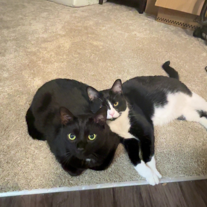 Caring And Reliable Cat Sitter