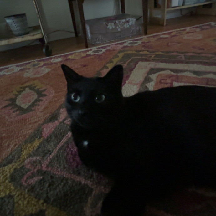Caring And Reliable Cat Sitter photo 3