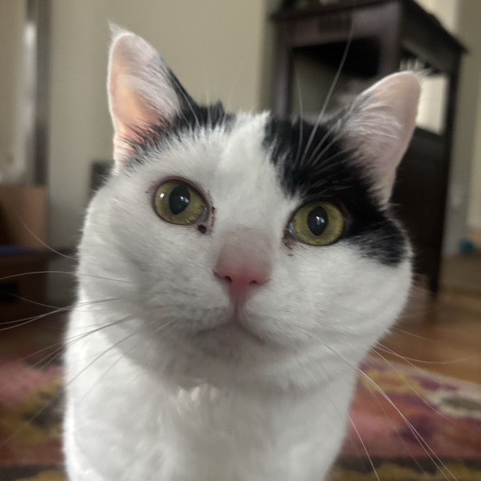Caring And Reliable Cat Sitter photo 2