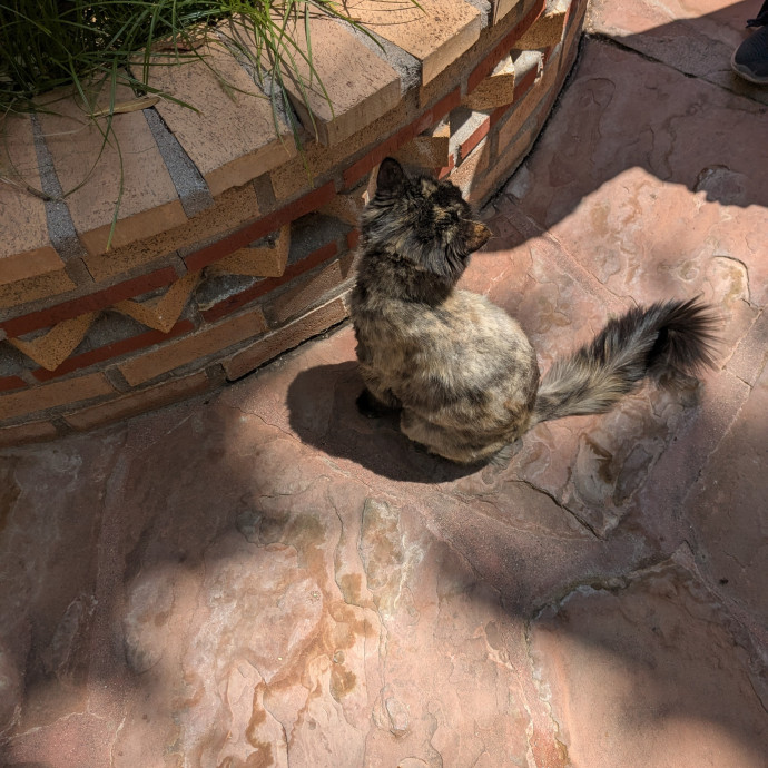 Retired Cat Lover