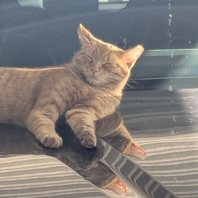 Retired Cat Lover