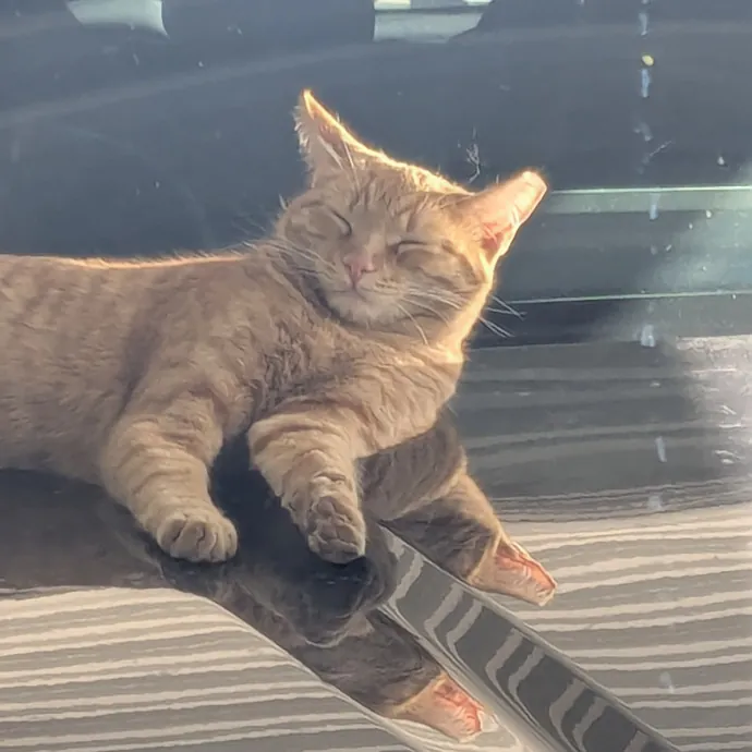 Retired Cat Lover
