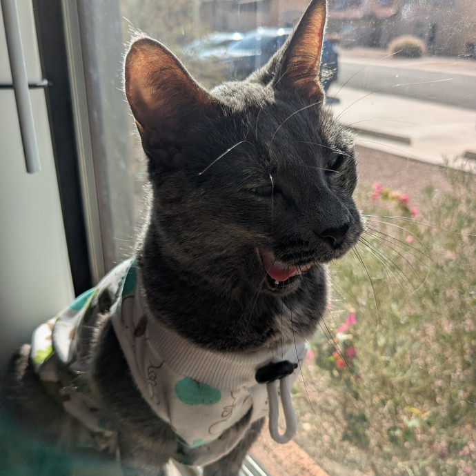 Retired Cat Lover