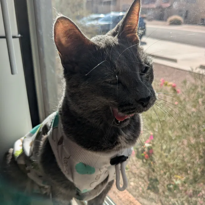 Retired Cat Lover