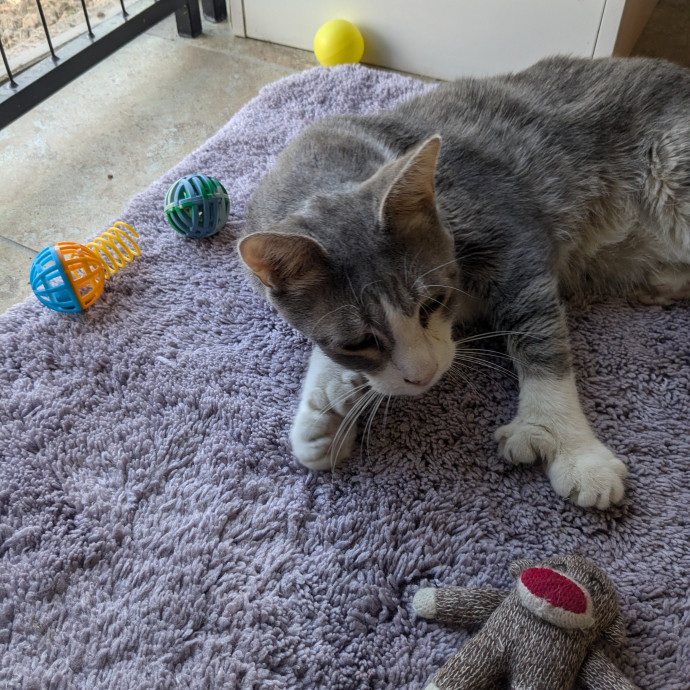Retired Cat Lover