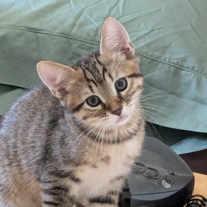 Retired Cat Lover