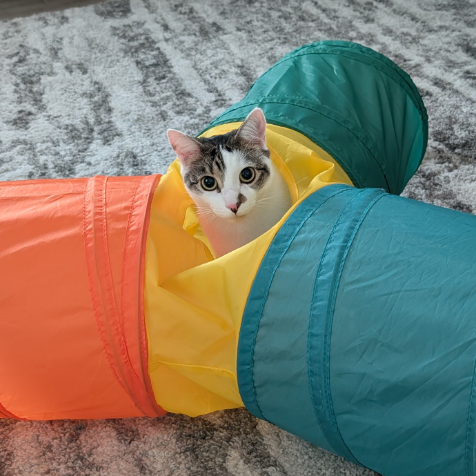 Retired Cat Lover
