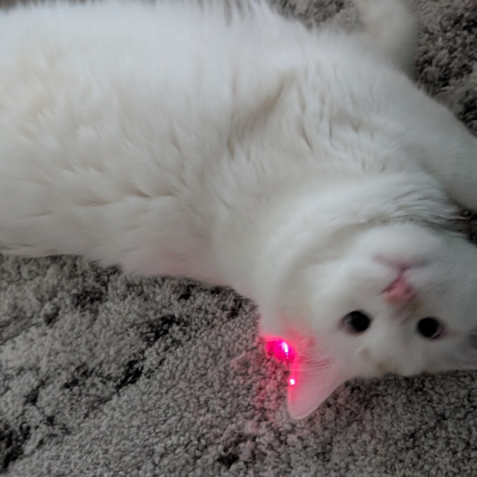 Retired Cat Lover