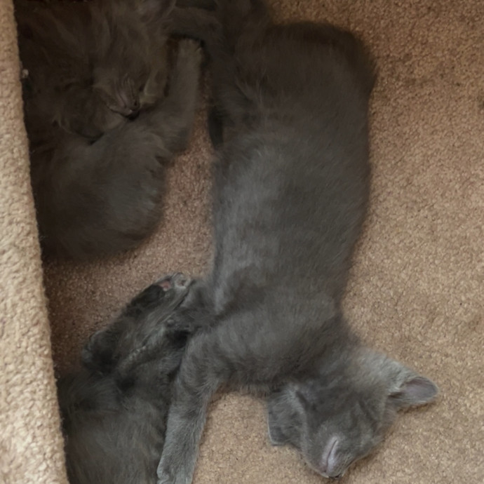 Patient  Loving Cat Sitter