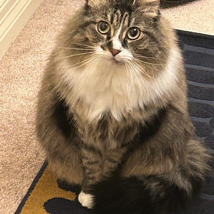 Patient  Loving Cat Sitter