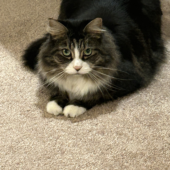 Patient  Loving Cat Sitter