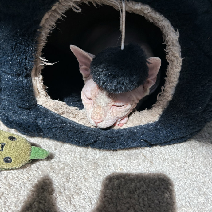Patient  Loving Cat Sitter