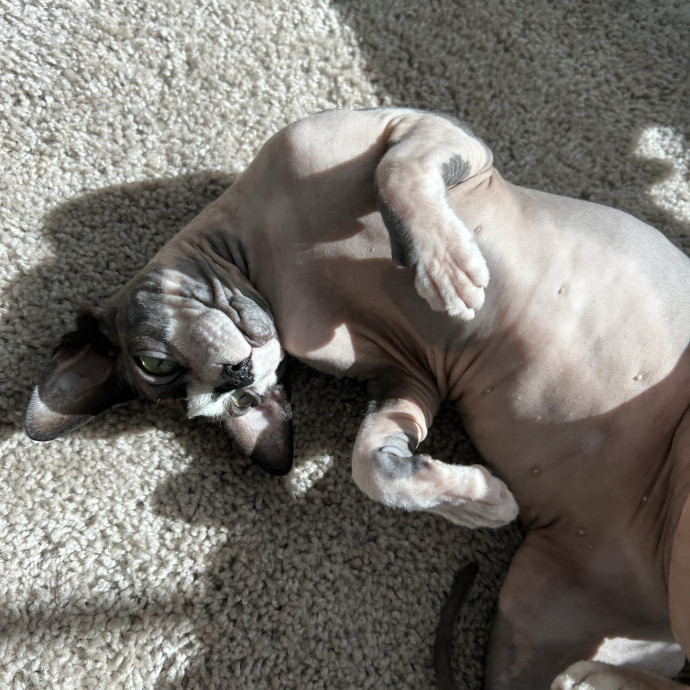 Patient  Loving Cat Sitter