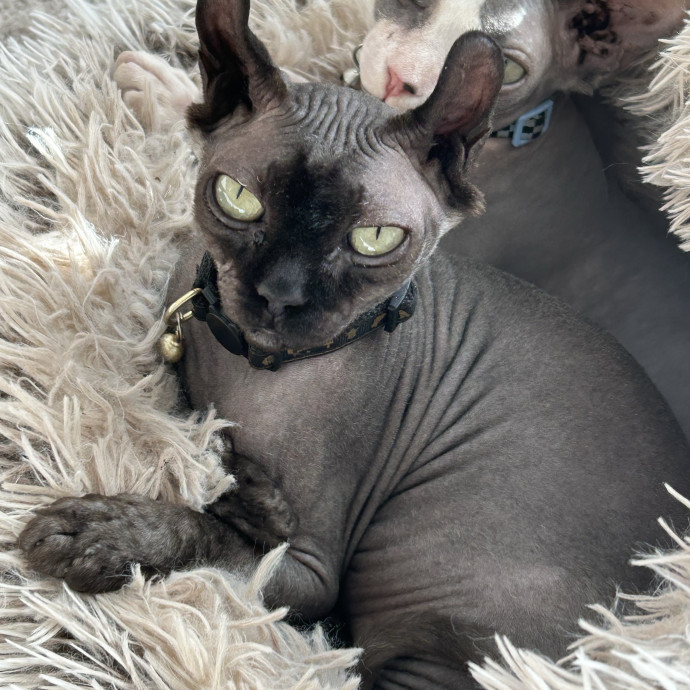 Patient  Loving Cat Sitter