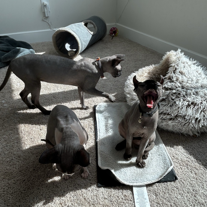 Patient  Loving Cat Sitter