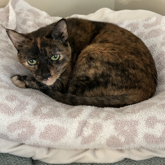 Patient  Loving Cat Sitter