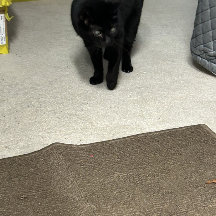 Patient  Loving Cat Sitter