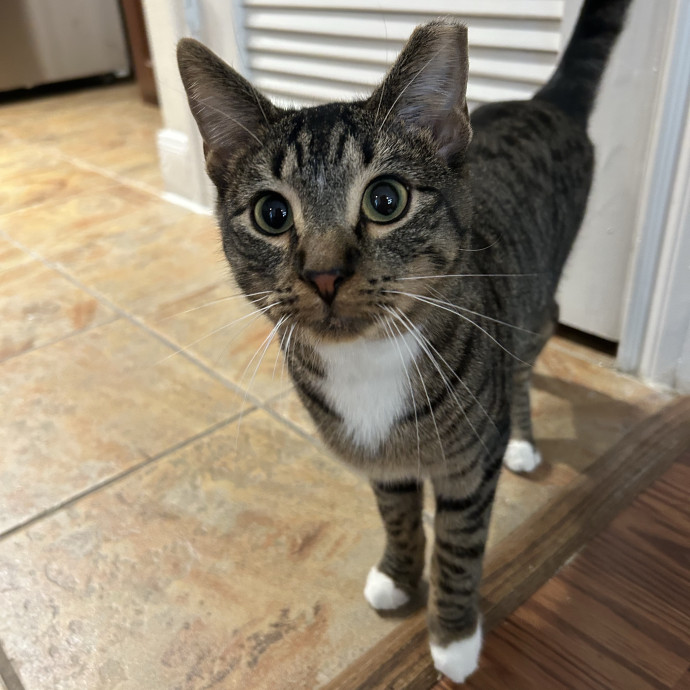 Patient  Loving Cat Sitter