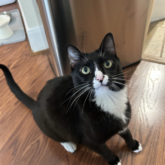 Patient  Loving Cat Sitter