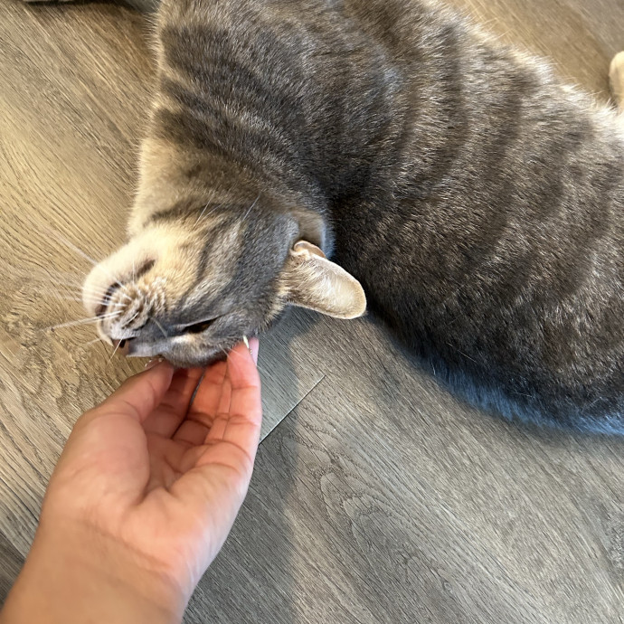 Patient  Loving Cat Sitter photo 3