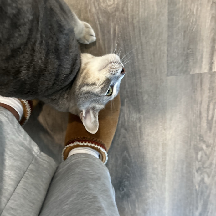 Patient  Loving Cat Sitter photo 2