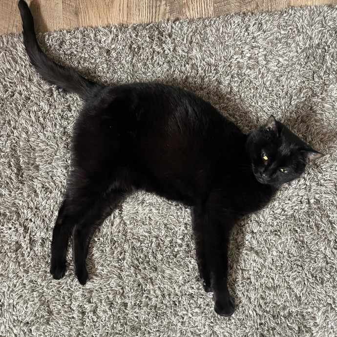 Let Me Spoil Your Kitties