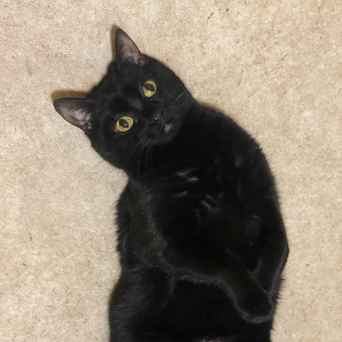 Let Me Spoil Your Kitties