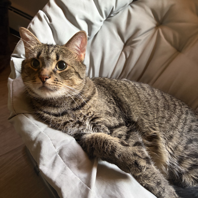 Let Me Spoil Your Kitties