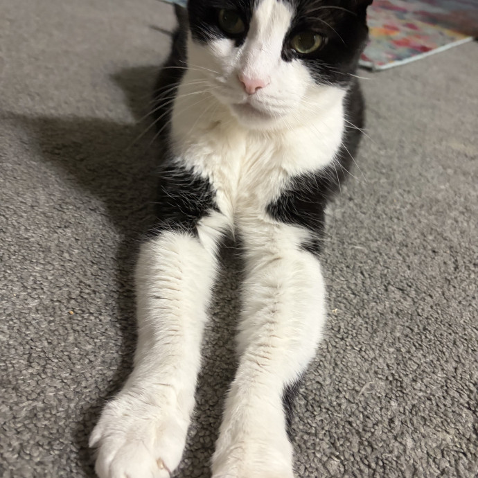 Let Me Spoil Your Kitties