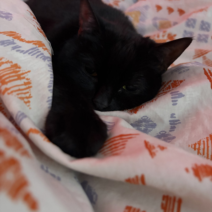 Let Me Spoil Your Kitties
