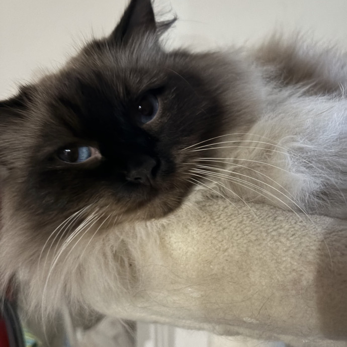 Let Me Spoil Your Kitties photo 2