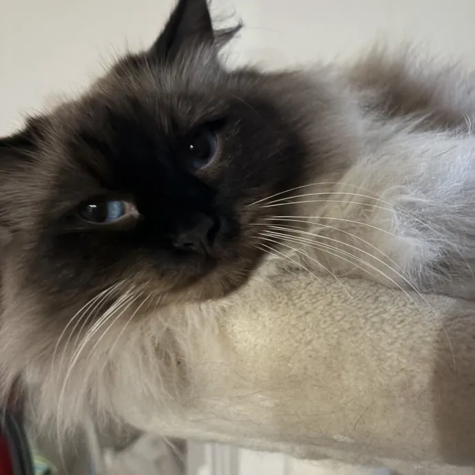 Rosalina A.