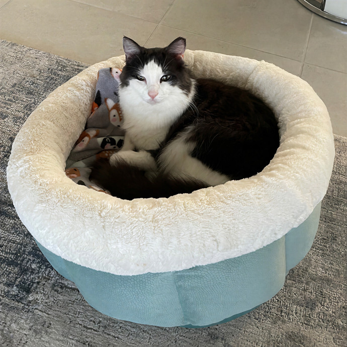 Sharon's Signature Cat Care