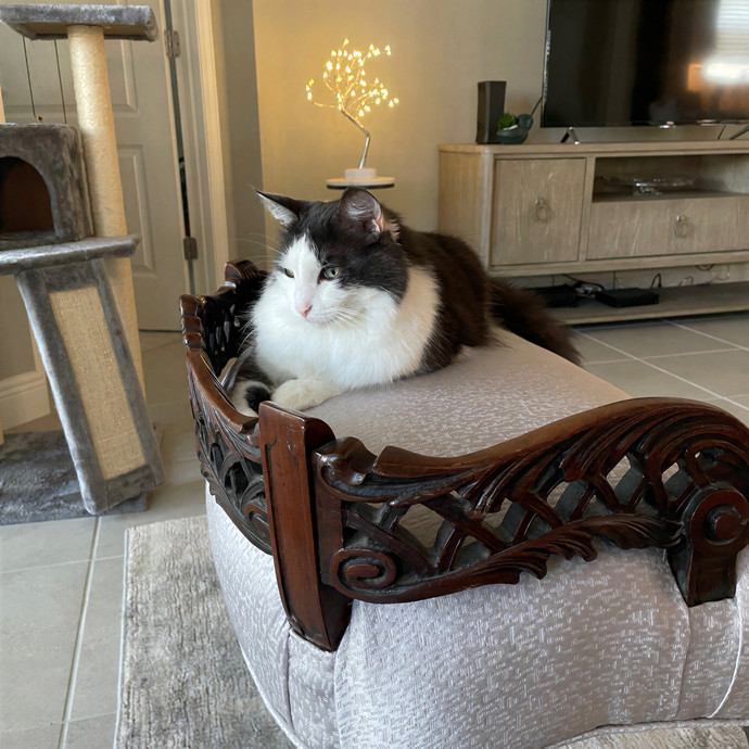 Sharon's Signature Cat Care