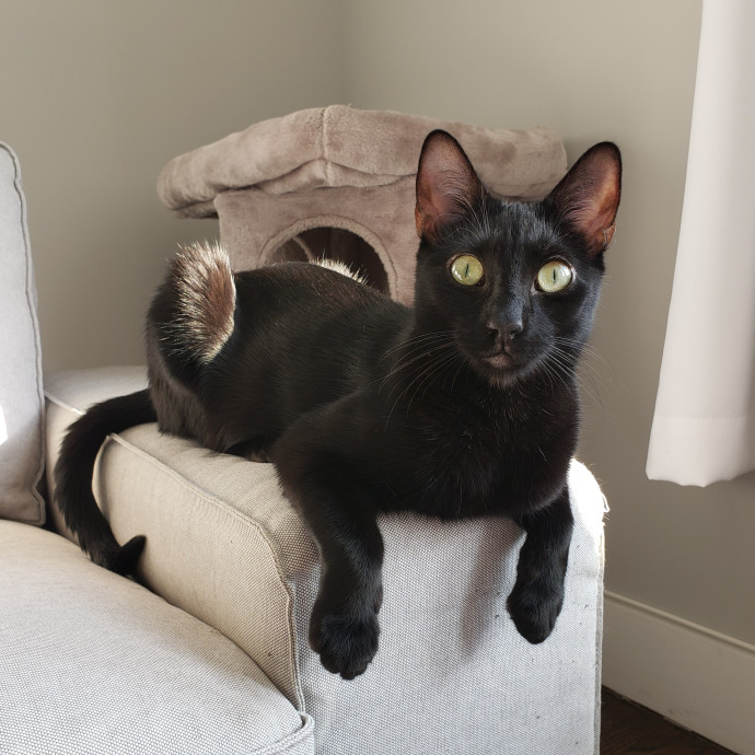 Lucy's Cat Sitting Nyc