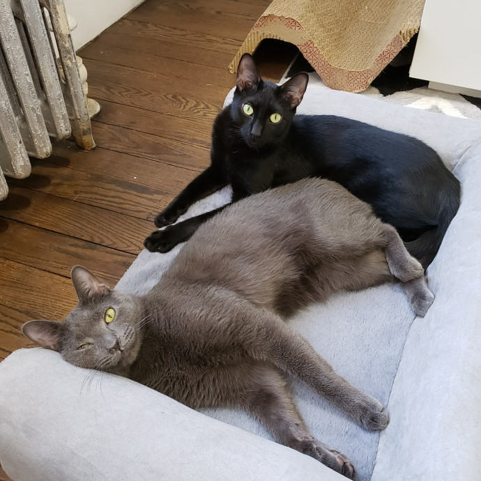 Lucy's Cat Sitting Nyc