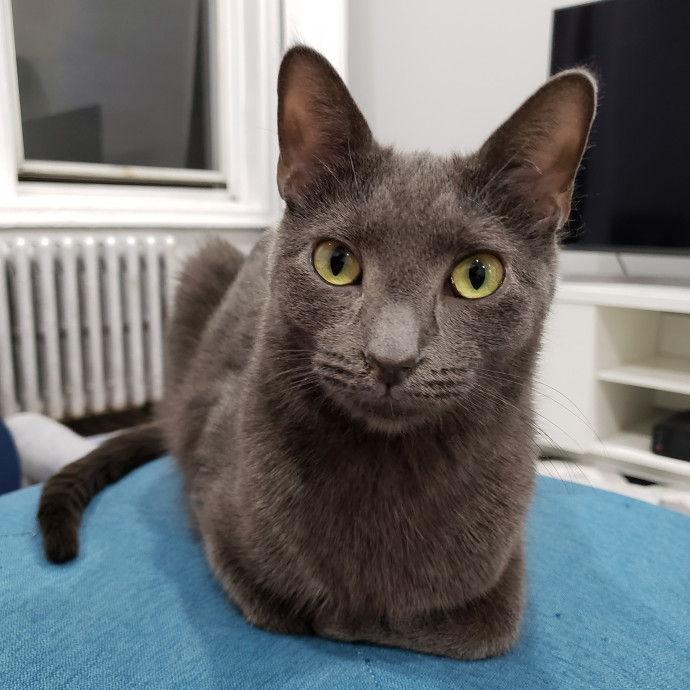 Lucy's Cat Sitting Nyc