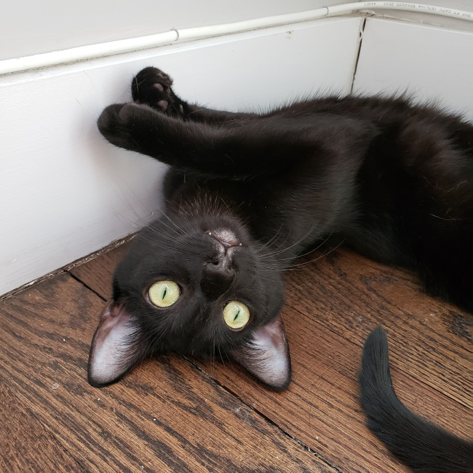 Lucy's Cat Sitting Nyc photo 3